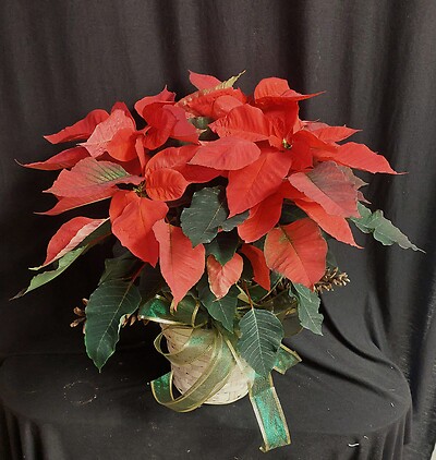 AF 6&quot; Potted Poinsettia with Pinecones