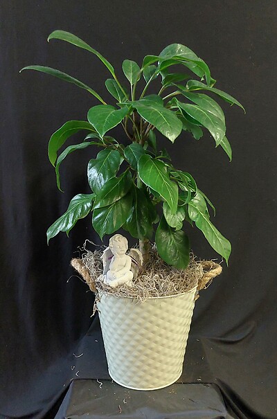 AF 6&quot; Schefflera In Decorated Pot with Small Angel Statue
