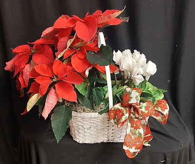 AF Poinsettia and Cyclamen