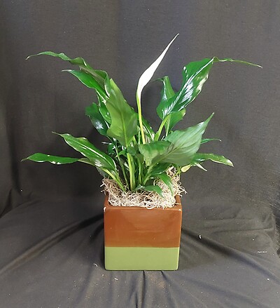 AF Small Peace Lily in Block Ceramic