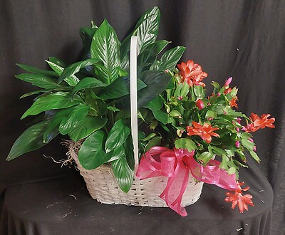 AF Christmas Cactus and Peace Lily Combo Basket