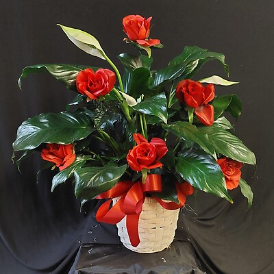 AF 6&quot; Potted Peace Lily with Silk Red Roses