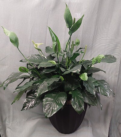 AF Large Peace Lily In Black Decorative Container