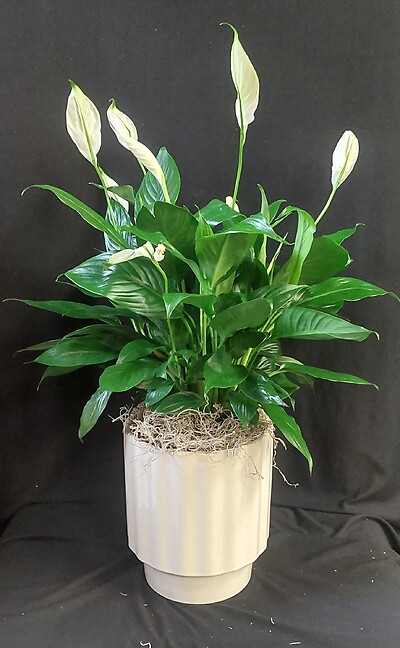 AF 6&quot; Potted Peace Lily in White Ceramic 1