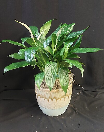 AF Small 4.5&quot; Potted Peace Lily in Beach Theme Ceramic