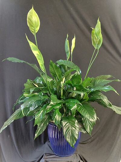AF Large Peace Lily with Blue Ceramic