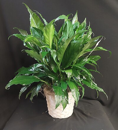 AF 6&quot; Potted Peace Lily in Wicker Basket 1