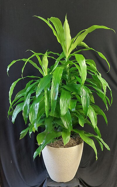 AF Extra Large Lime Light Marginata In Decorated Container