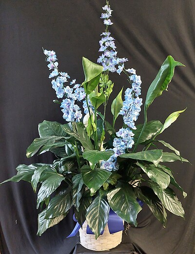 AF Large Potted Peace Lily with Blue Silks